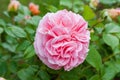 Fully open, gently pink with many shades lovely flower English rose plants Royalty Free Stock Photo