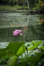 Fully open Lotus blossom in pond scene