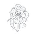 Fully Open Peony Flower Monochrome Drawing For Coloring Book