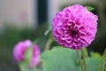 A pink Dahlia in bloom Royalty Free Stock Photo