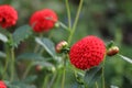 A red Dahlia in bloom Royalty Free Stock Photo