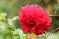 A red Dahlia in bloom Royalty Free Stock Photo