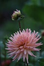 A salmon collered Dahlia in bloom Royalty Free Stock Photo