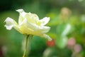 Fully open white rose with green petals in garden on flower bed. Blooming beautiful rose on background of green leaves of garden