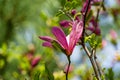 Fully opened Magnolia Susan Magnolia liliiflora x Magnolia stellata pink flower with beautiful natural bokeh