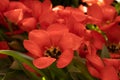 Fully opened red tulip flowers with water drops. Background, postcard and texture. Spring Royalty Free Stock Photo