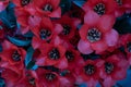 Fully opened red tulip flowers with water drops. Background, postcard and texture. Spring Royalty Free Stock Photo