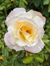 Rose After A Summer Rain With Water Drops Royalty Free Stock Photo