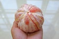 A fully peeled pomelo on a human hand palm