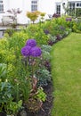 A fully planted flower border with Allium christophii Royalty Free Stock Photo