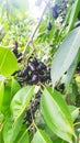 Fully ripe jam or jamun fruit and the tree (scientific name is Syzygium jambos)