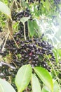 Fully ripe jam or jamun fruit and the tree (scientific name is Syzygium jambos)