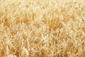 Fully ripe wheat field Royalty Free Stock Photo