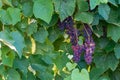 Fully ripen purple grapes Royalty Free Stock Photo