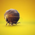 Fully Rolled Up Enclosed Roly Poly Pill Bug Isopod