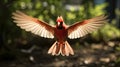 Fully Splayed Wings In Motion, A Northern Cardinal Male Taking Flight Creating A Slight Motion Blur, Cardinalis cardinalis