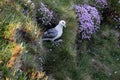 Fulmar