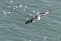 Fulmar