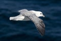 Fulmar (Fulmaris glacialis) in flight Royalty Free Stock Photo