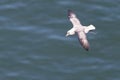 Fulmar Fulmarus glacialis