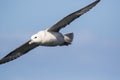 Fulmar Fulmarus glacialis in flight