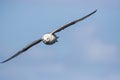 Fulmar Fulmarus glacialis in flight