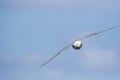 Fulmar Fulmarus glacialis in flight