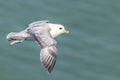 Fulmar Fulmarus glacialis