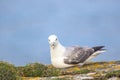 Fulmar Fulmarus glacialis sat on a cliff edge