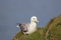 Fulmar Fulmarus glacialis sat on grassy slope Royalty Free Stock Photo