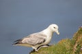 Fulmar Fulmarus glacialis sat on grassy slope