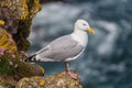 Fulmar. Fulmarus glacialis stendingon cliff. Shetland. Scotland