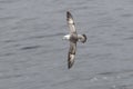 Fulmar light morphs hovering near colonies