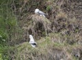 Fulmar seabirds nesting on cliff