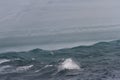 Fulmar skimming water Royalty Free Stock Photo