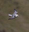 Fulmar