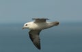 Fulmar.