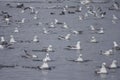 Fulmarus glacialis - flock of Northern Fulmar