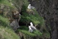 Fulmarus glacialis northern fulmar nesting on the grass spots Royalty Free Stock Photo