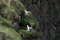 Fulmarus glacialis northern fulmar nesting on the grass spots Royalty Free Stock Photo