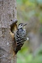 Fulvous-breasted woodpecker beautiful black and white in camouflage feathers perching on her hole nest during breeding season in