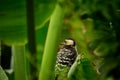 Fulvous-breasted woodpecker resting on green leaf