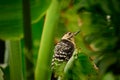 Fulvous-breasted woodpecker resting on green leaf