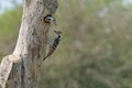 Fulvous-breasted Woodpecker