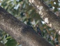 The fulvous-breasted woodpecker is a species of bird in the family Picidae