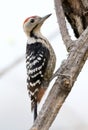 Fulvous-breasted woodpecker