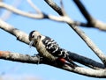 Fulvous-breasted woodpecker