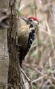 Fulvous breasted woodpecker