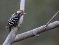 Fulvous-breasted woodpecker
