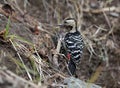 Fulvous-breasted woodpecker